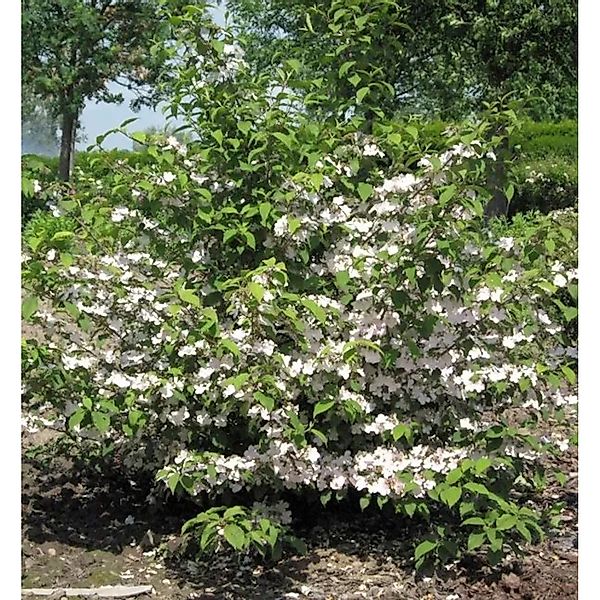 Rosa Pyramiden Schneeball Molly Schroeder 60-80cm - Viburnum plicatum günstig online kaufen