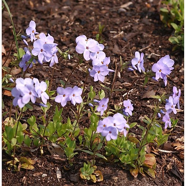 Wilder Phlox Blue Ridge - Phlox stolonifera günstig online kaufen