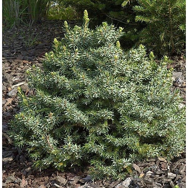 Zwergfichte 25-30cm - Picea omorika Nana günstig online kaufen