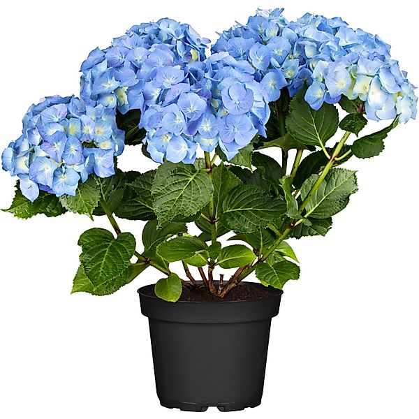 Bauernhortensie Blue Ballad Höhe ca. 30 - 40 cm Topf ca. 5 l Hydrangea günstig online kaufen