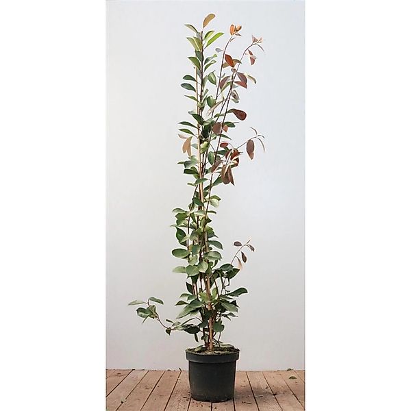 Photinia Fraseri Red Robin Glanzmispel Rot 125–150 cm günstig online kaufen
