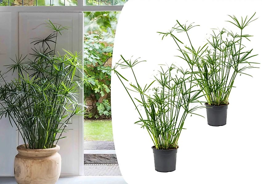 Perfect Plant | Set mit 2 Cyperus Regenschirmpflanzen günstig online kaufen