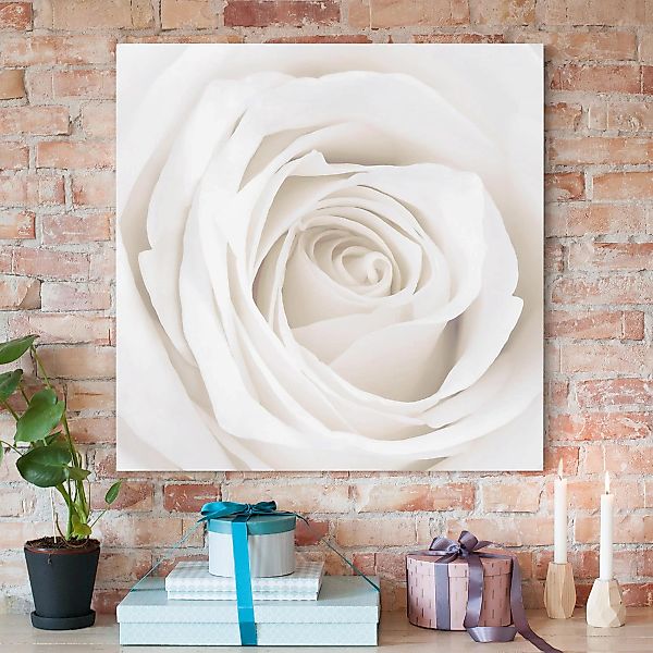 Leinwandbild - Quadrat Pretty White Rose günstig online kaufen