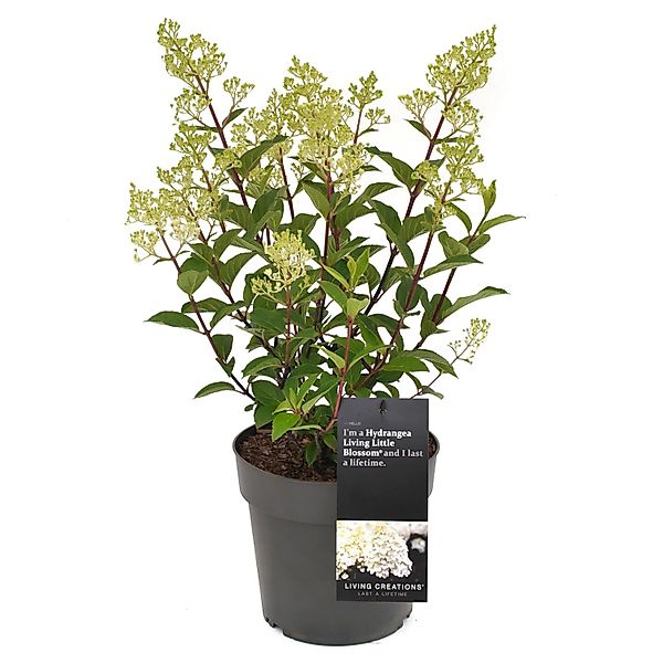 GROW by OBI Rispenhortensie Living Little Blossom Weiß Höhe 40 cm Hydrangea günstig online kaufen