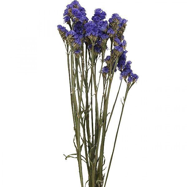 Trockenblume Strandflieder Trockenblumen Blau 46-57cm Deko günstig online kaufen