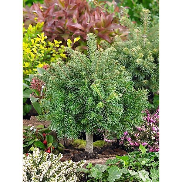 Abies Lasiocarpa Green Globe Kompakt 60–70 cm günstig online kaufen