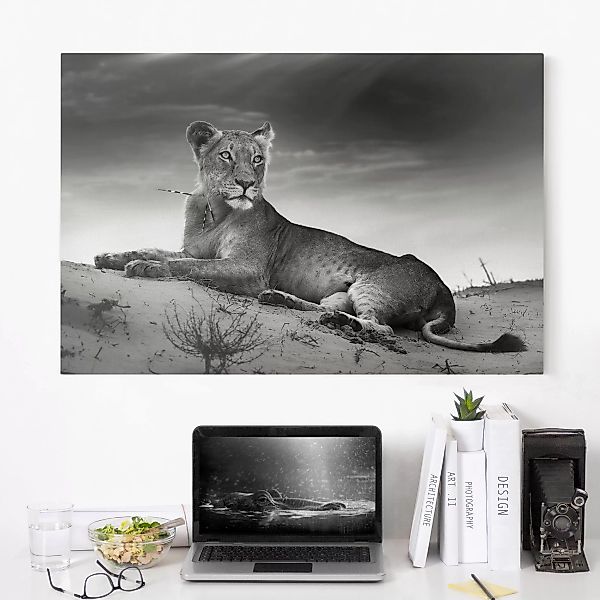 Leinwandbild Tiere - Querformat Resting Lion günstig online kaufen