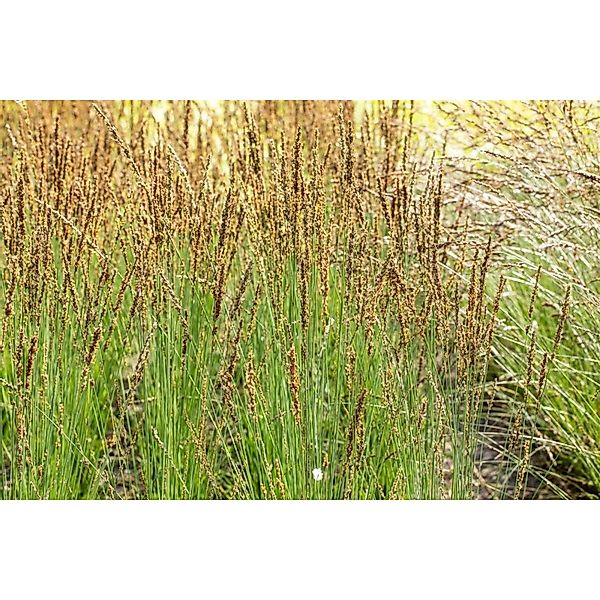 Molinia Caerulea Moorhexe Moorgras 2-3 Liter Container günstig online kaufen