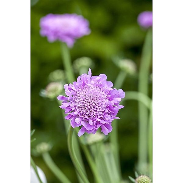 Scabiosa Japonica Pink Diamonds Ca. 9x9 cm Topf günstig online kaufen
