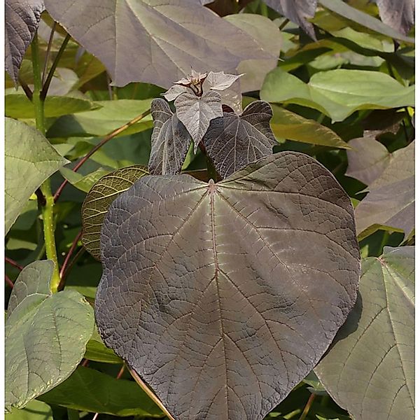 Trompetenbaum Purpurea 100-125cm - Catalpa erubescens günstig online kaufen