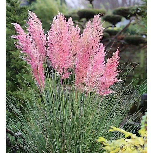 Pampasgras Rosea  - XXXL Topf - Cortaderia selloana günstig online kaufen