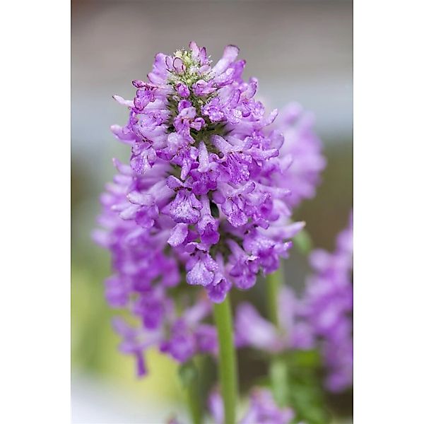 Stachys Monnieri Hummelo Ziest Ca. 9x9 cm Topf günstig online kaufen