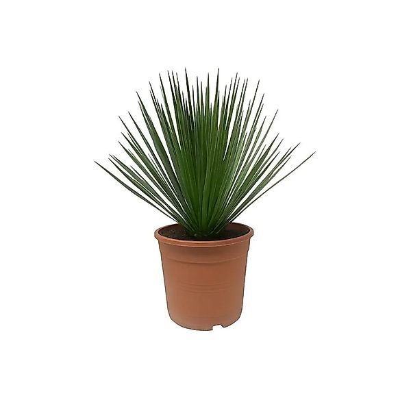 Exotenherz Palmlilie Yucca Rostrata 24cm Topf 60cm Hoch günstig online kaufen