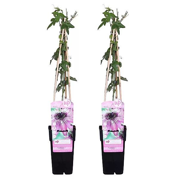 Casa Caron | 2er-Set Passiflora Purple Haze günstig online kaufen