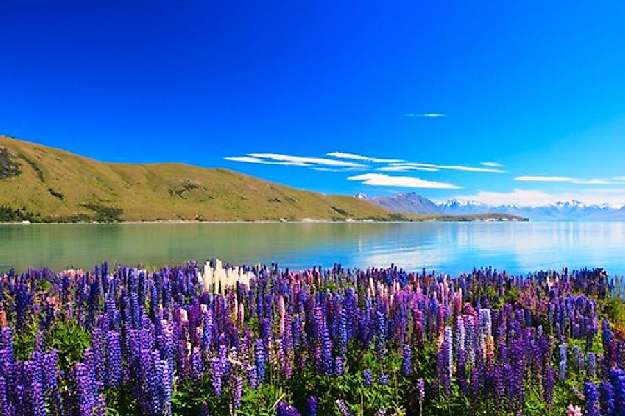 Papermoon Fototapete »Lupines Lake Tekapo« günstig online kaufen