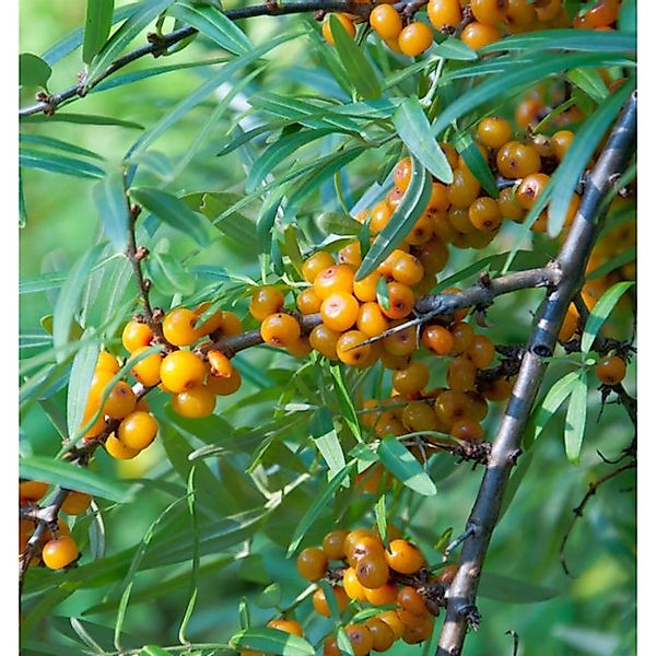 Sanddorn 40-60cm - Hippophae rhamnoides günstig online kaufen