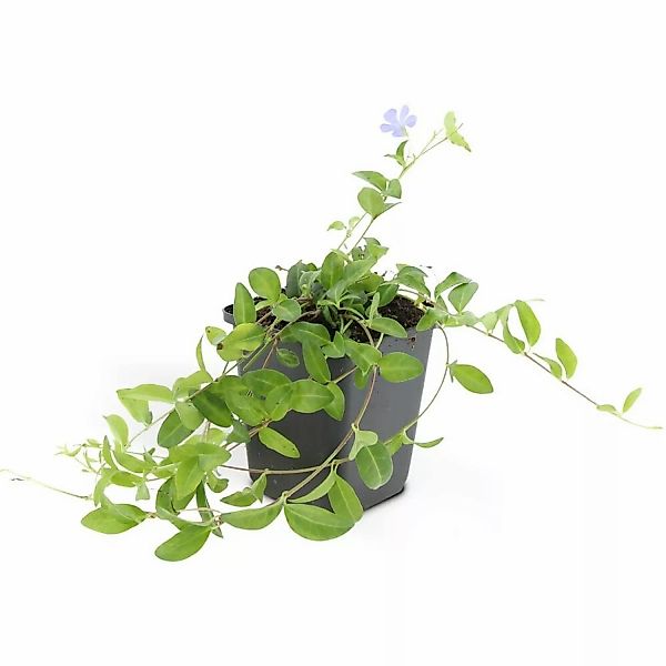 Exotenherz Bodendecker Kleines Immergrün Vinca Minor 9cm Topf Set mit 40 Pf günstig online kaufen