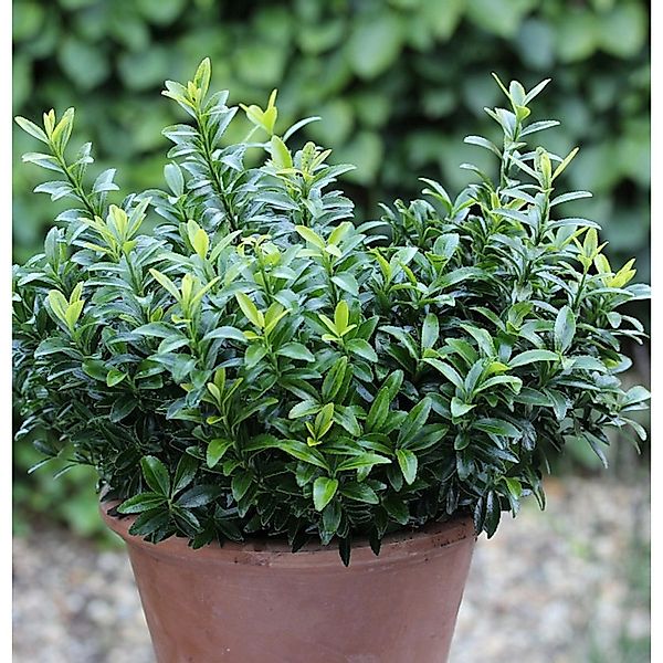 Japanischer Spindelstrauch Green Spire 30-40cm - Euonymus japonicus günstig online kaufen