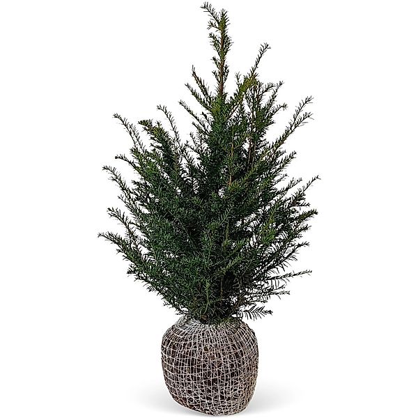 Eibe Set à 40 Stück Höhe ca. 80 - 100 cm Ballenware Taxus baccata günstig online kaufen