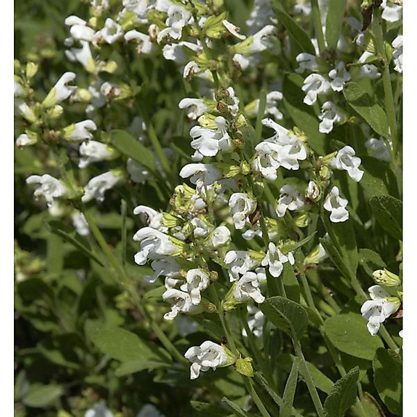 Echter Salbei Albiflora - Salvia officinalis günstig online kaufen