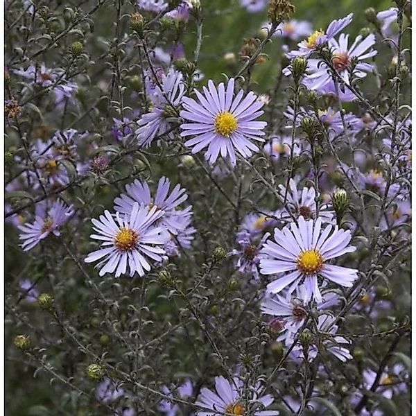 Herbstwild Aster Novemberblau - Aster,aevis günstig online kaufen