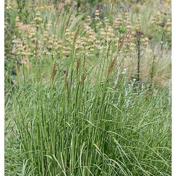 Goldbart - Chrysopogon gryllus günstig online kaufen