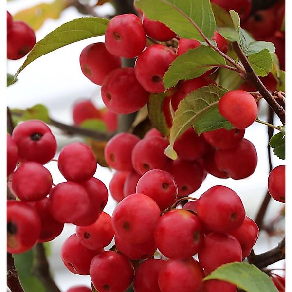 Zierapfel Red Sentinel 60-80cm - Malus Hybride günstig online kaufen