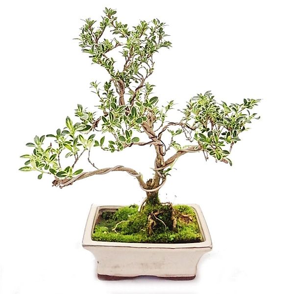 Exotenherz Outdoor Bonsai Serissa Foetida Variegata Junischnee Baum Der 100 günstig online kaufen