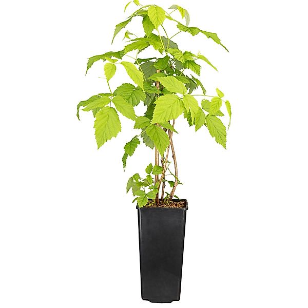 GROW by OBI Himbeere Willamette ca. 40 - 60 cm Rubus idaeus günstig online kaufen