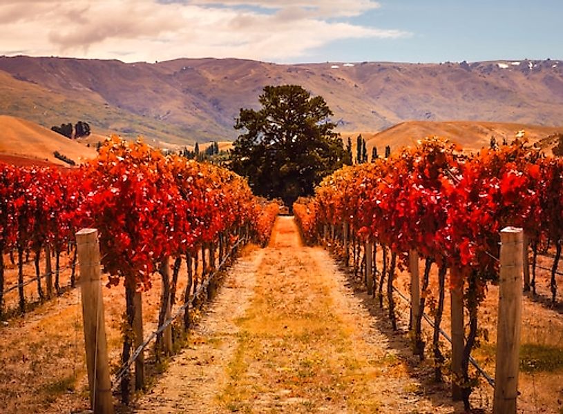 Papermoon Fototapete »Autumn Vineyard« glatt günstig online kaufen