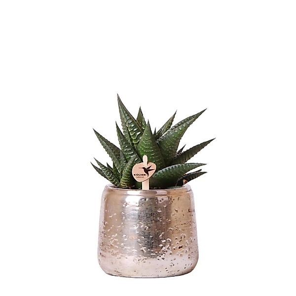 Kolibri Greens Grünpflanze Sukkulente Haworthia Limifolia im Luxustopf Silb günstig online kaufen