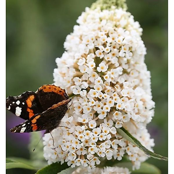 Hochstamm Sommerflieder White Profusion 80-100cm - Buddleja günstig online kaufen