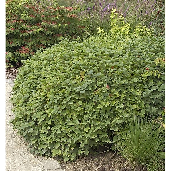 Wasser-Schneeball Nanum 60-80cm - Viburnum opulus günstig online kaufen