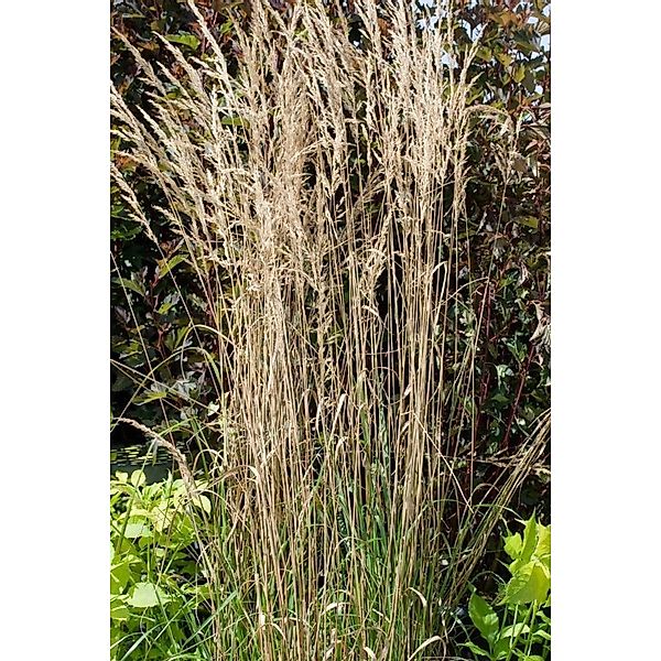 Calamagrostis X Acutiflora Overdam Ziergras Ca. 9X9 cm Topf günstig online kaufen