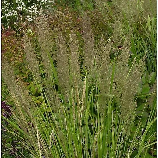 Diamant Reitgras - großer Topf - Calamagrostis brachytricha günstig online kaufen