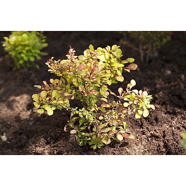 Berberis thunbergii 'Anna' 20-25 cm günstig online kaufen