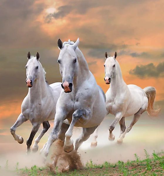 Papermoon Fototapete »White Stallions in Dust« günstig online kaufen