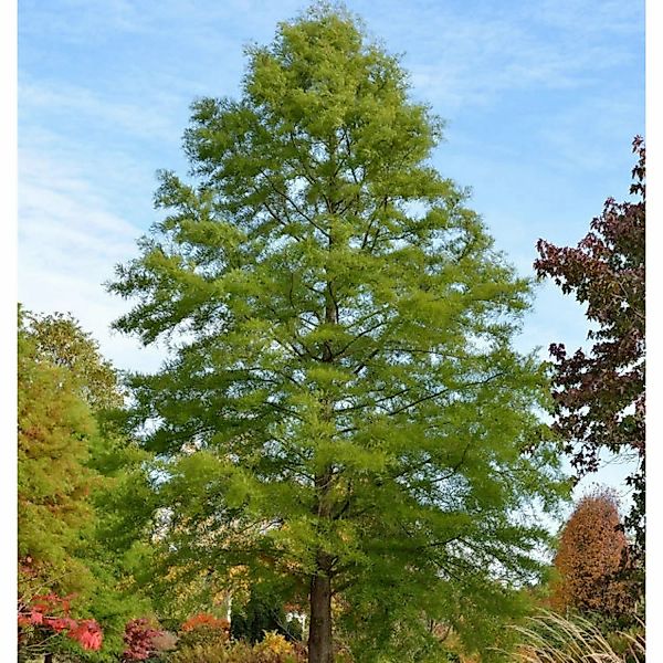 Sumpfzypresse 60-80cm - Taxodium distichum günstig online kaufen