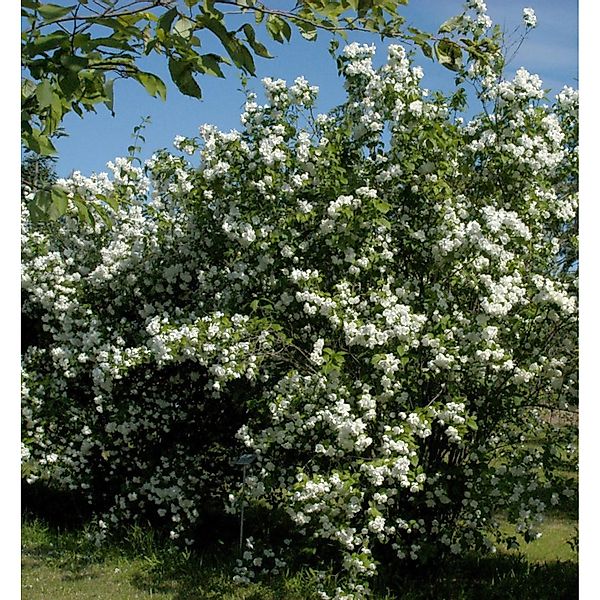 Zwerg Jasmin Little White Love 40-60cm - Philadelphus coronarius günstig online kaufen