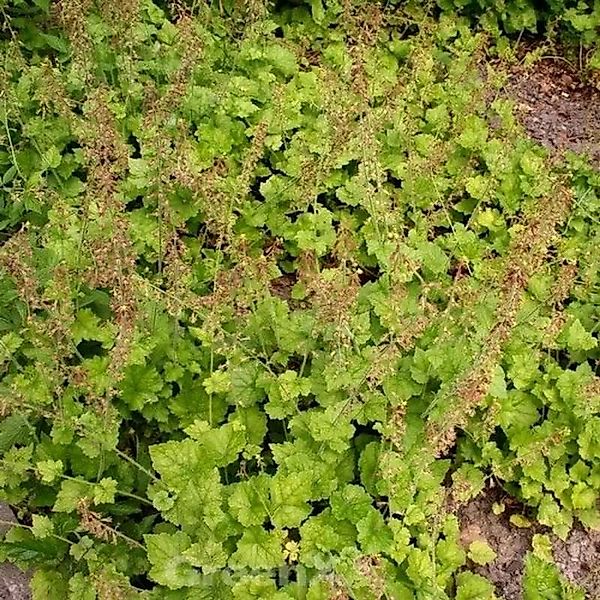 Henne mit Küken - Tolmiea menziesii günstig online kaufen