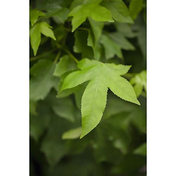 Liquidambar Styraciflua Gumball Amberbaum Kompakt 40 cm Stammhöhe günstig online kaufen