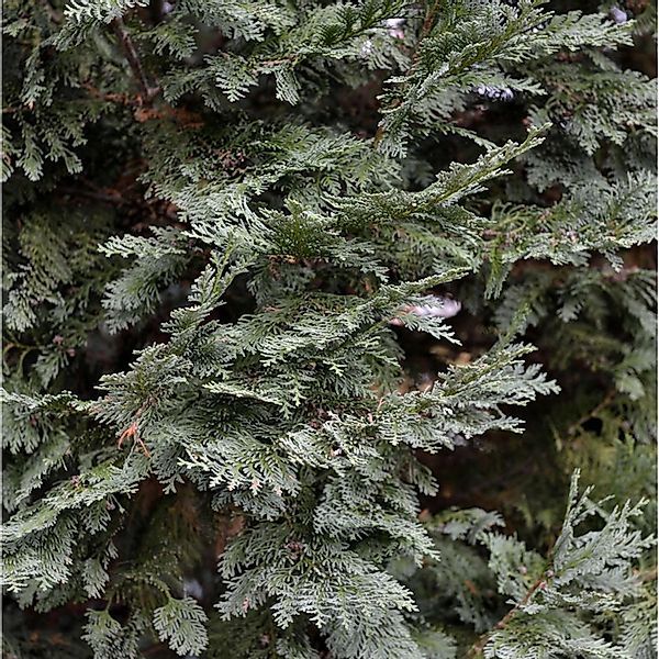 Gartenzypresse White Spot 30-40cm - Chamaecyparis lawsoniana günstig online kaufen