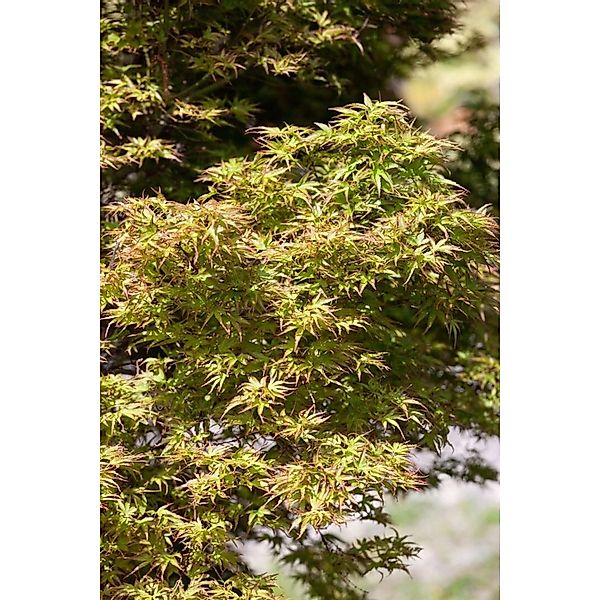 Acer Palmatum Kamagata Japanischer Ahorn 125–150 cm günstig online kaufen