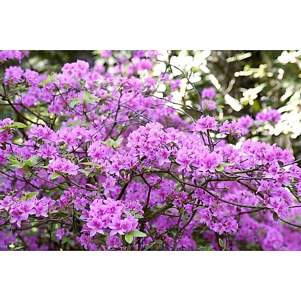 Rhododendron Praecox Frühblühend Lila 20–25 cm günstig online kaufen