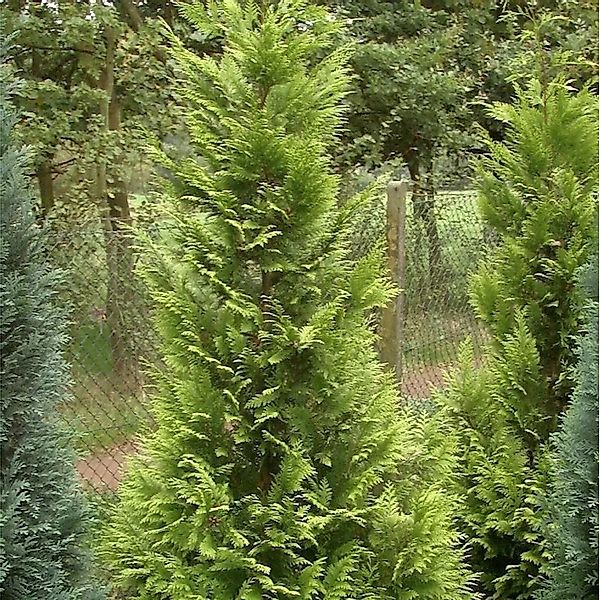 Garten Zypresse Sunny Kiss Green 40-60cm - Chamaecyparis,awsoniana günstig online kaufen