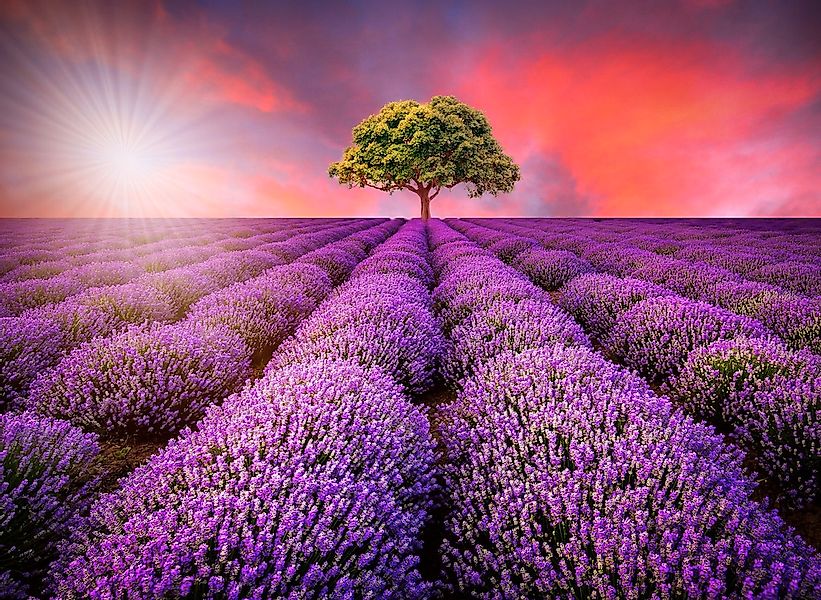 Papermoon Fototapete "Lavendel Field in Sunburst" glatt günstig online kaufen