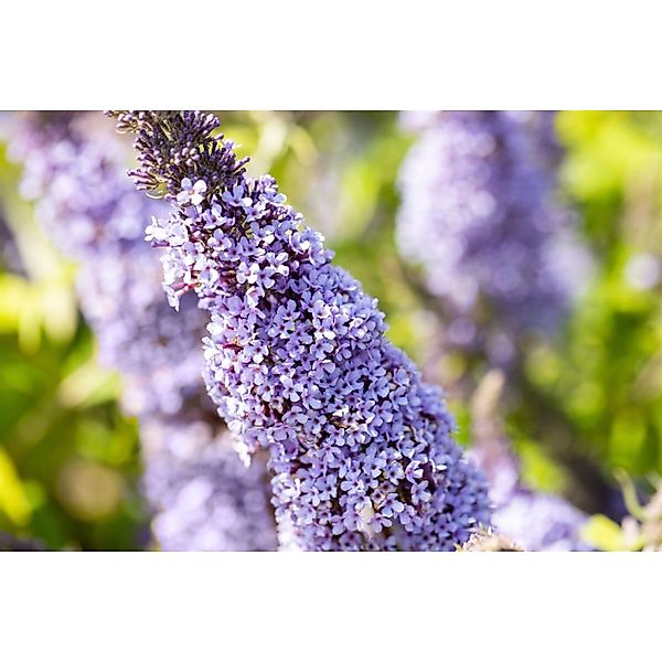 Buddleja Davidii Schmetterlingsstrauch Gulliver 40-60 cm günstig online kaufen