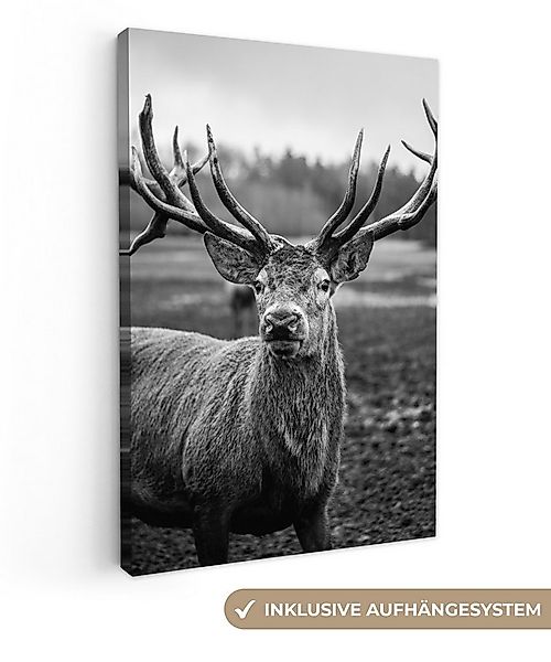 OneMillionCanvasses® Leinwandbild Tiere - Hirsch - Geweih - Schwarz und wei günstig online kaufen