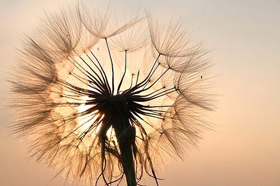 Papermoon Fototapete »Pusteblume« günstig online kaufen