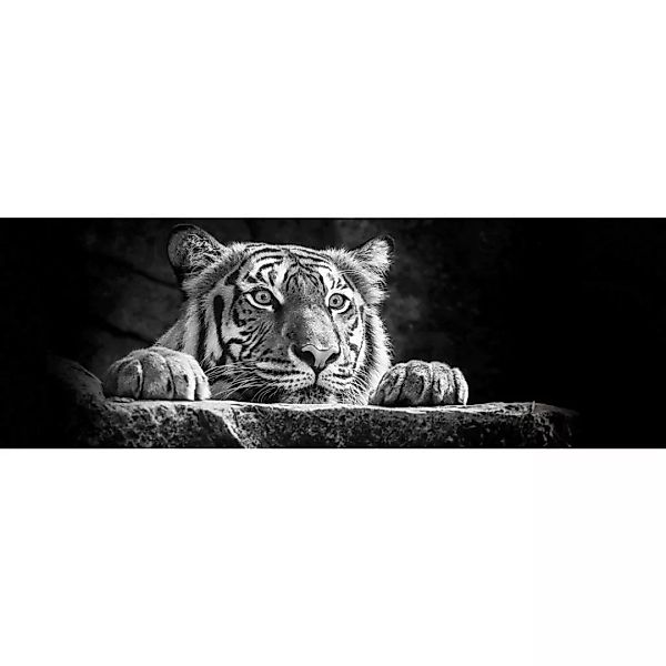 The Wall Wandbild Tiger B/L: ca. 53x153 cm günstig online kaufen